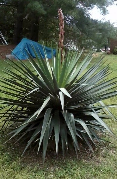 yucca