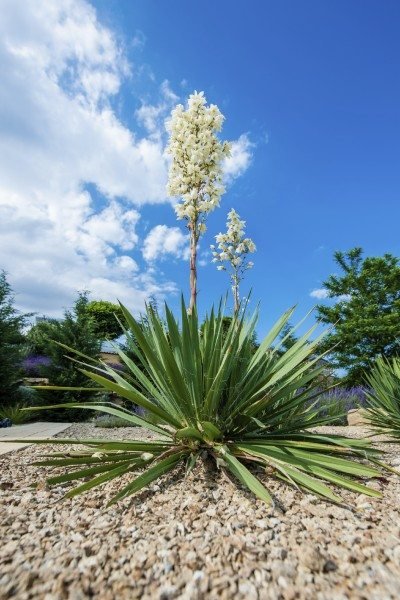 yucca