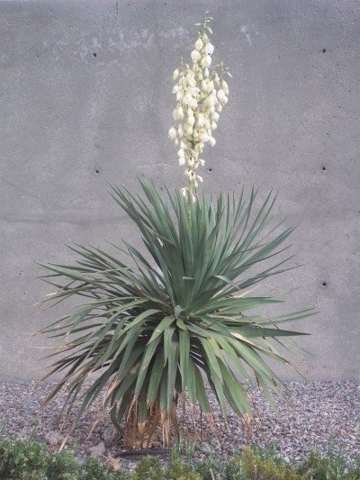 yucca